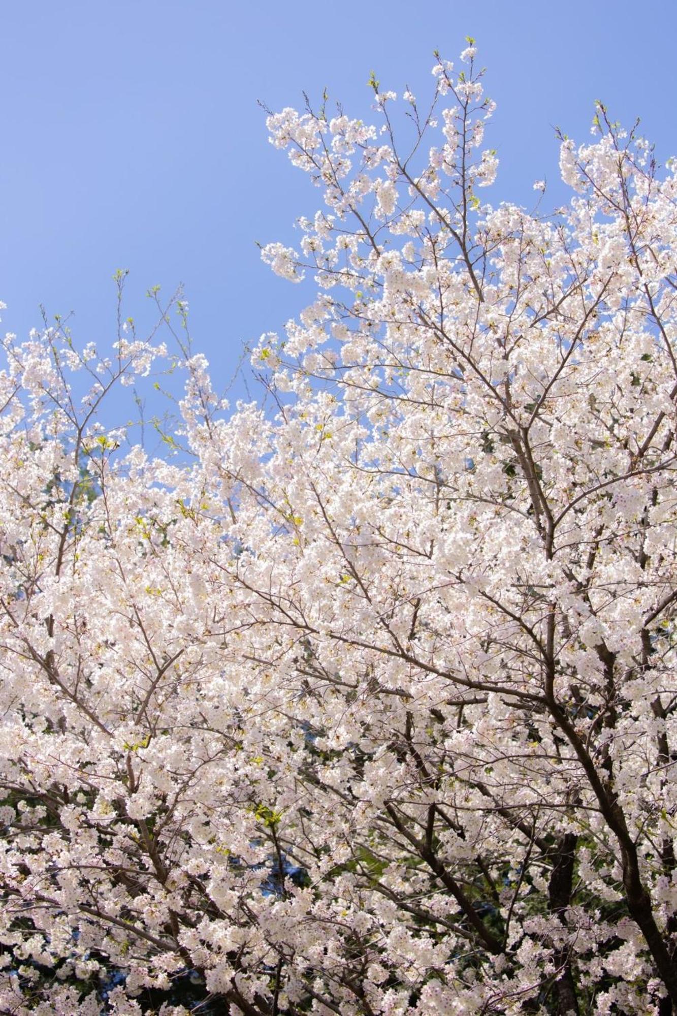 ホテル Higashi Kumamoto Business Center Ōzu エクステリア 写真